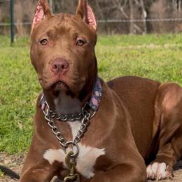 FENDI - Brown female American Bully puppy in Texas from TEXAS BULLY FAMILY