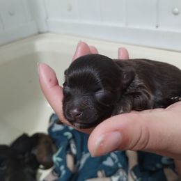 Dalmatian and Havanese Puppies from Anni's Spots