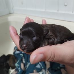 Dalmatian and Havanese Puppies from Anni's Spots