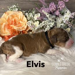 Elvis - Brown and white male Bernedoodle puppy in Heyworth, Illinois from Cobble Creek Puppies