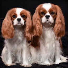 Cavalier King Charles Spaniels from Sharp's Cavaliers