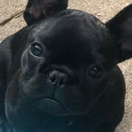 French Bulldog and Miniature Bull Terrier Puppies from Dogs of Dyhar