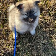 Keeshond Puppies from Hocking Hills Keeshonds