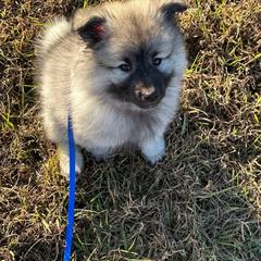 Keeshond Puppies from Hocking Hills Keeshonds