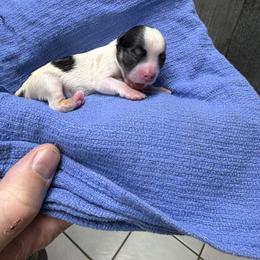 Georgia - Black and white female Chihuahua puppy in Seneca, Missouri from Stephanie’s Puppy Colony