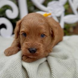 Anthony - Red male Cavapoo puppy in Arlington, Texas from Van Haselen Poodles and Doodles