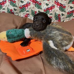 Waylon - Chocolate male Boykin Spaniel puppy in Van Buren, Arkansas from Arklahoma Boykins