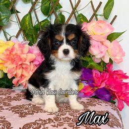 Max - Tri-color male Cavalier King Charles Spaniel puppy in Hollywood, Florida from World Class Cavaliers