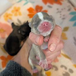 AKC kisses - Blue and white male Chihuahua puppy in Duvall, Washington from Chihuahua Long Coats