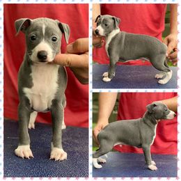 Italian Greyhound, Lagotto Romagnolo, and Whippet Puppies from Sugar Valley Farm