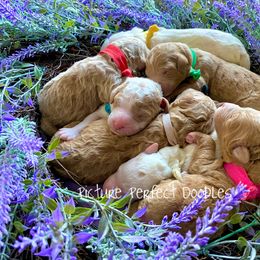 Goldendoodle and Poodle Puppies from Picture Perfect Doodles