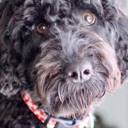 Portuguese Water Dogs from Hat Trick Portuguese water dogs