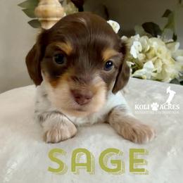 Sage - AKC - Silky - Chocolate and tan female Dachshund puppy in Kemp, Texas from Koli Acres