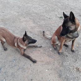 Belgian Malinois and Boston Terrier All Grown Up from SB Bostons / Raksha Malinois