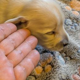 Sheldon - Cream male Dachshund puppy in South Point, Ohio from Snuggle Bunny Dachshunds