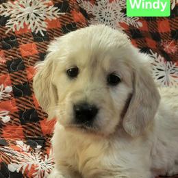 Windy - Light golden female Golden Retriever puppy in Fithian, Illinois from LOMAH Retrievers