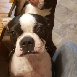 Boston Terriers from Bowles Boston Terriers