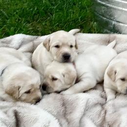 Dilute Retriever Puppies from Weathervane Labs