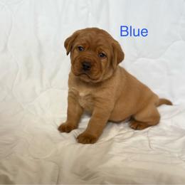 Blue collar - Yellow male Labrador Retriever puppy in Big River, California from Cozy Acres Farm Labradors