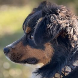Miniature American Shepherds, Miniature Australian Shepherds, and Toy Australian Shepherds from Ramblin’ Rose Mini's