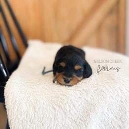 Asiago - Black & tan male Maltipoo puppy in Huntsville, Texas from Nelson Creek Farms