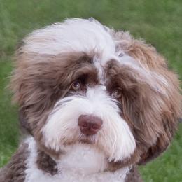 Paris - Australian Labradoodle