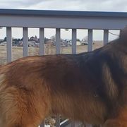 Leonbergers from V.sanftenLoewen