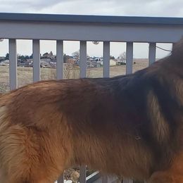 Leonbergers from V.sanftenLoewen