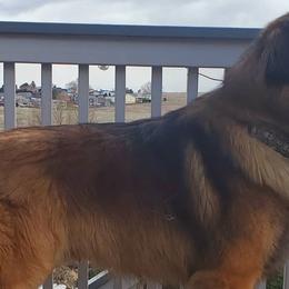 Leonbergers from V.sanftenLoewen