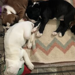 Boxer Puppies from Von Royal Dell'Infinite Deutscher