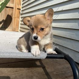 Pembroke Welsh Corgi Puppies from Newlands Insane Danes and Corgis