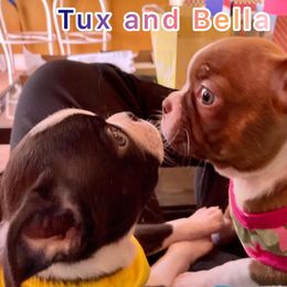 Boston Terrier Puppies from Normandy Boston Terriers