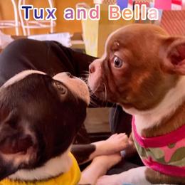Boston Terrier Puppies from Normandy Boston Terriers
