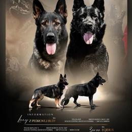 Luxy - German Shepherd