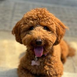 Penny - Goldendoodle