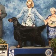 Nikki - Gordon Setter