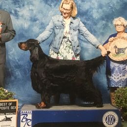Nikki - Gordon Setter