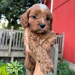 Cider - Red female Cavapoo puppy in Bloomfield, New York from Campbell Cavapoos