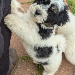 Domino - Black and white Coton de Tulear puppy in Mead, Oklahoma from Bar W Cotons