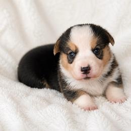Pickle - Black and tan male Pembroke Welsh Corgi puppy in Beggs, Oklahoma from Blue Diamond Corgi’s