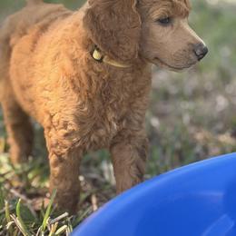 Elsbeth - Red  female Poodle puppy in La Belle, Florida from Shieldwall Kennels