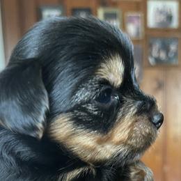Yorkshire Terriers from Shay Yorkies