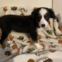 Miniature American Shepherd Puppies from Harbor View Mini American Shepherds