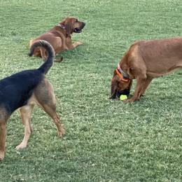 Bloodhounds from Desert Bloodhounds