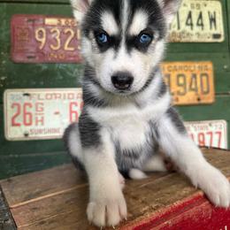 Rebel - Black and white male Siberian Husky puppy in Burnsville, North Carolina from Peterson Puppies