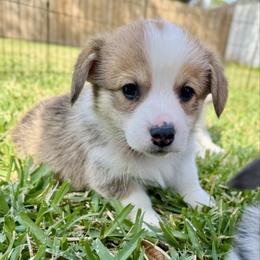 Tabby (pink collar) - Red female Pembroke Welsh Corgi puppy in Alvin, Texas from Cottonwood Corgis