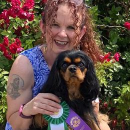 Raisin - Cavalier King Charles Spaniel
