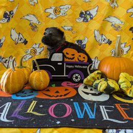 Red male - Sable male German Shepherd puppy in Springfield, Ohio from Freeze Farms