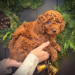 Black Collar Boy - Red  male Poodle puppy in Modesto, California from Dry Creek Poodles