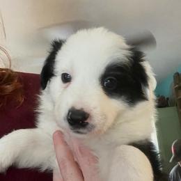 Saiga (Sigh-guh) - Black and white female Border Collie puppy in Lebanon, Oregon from Cahill’s Canines